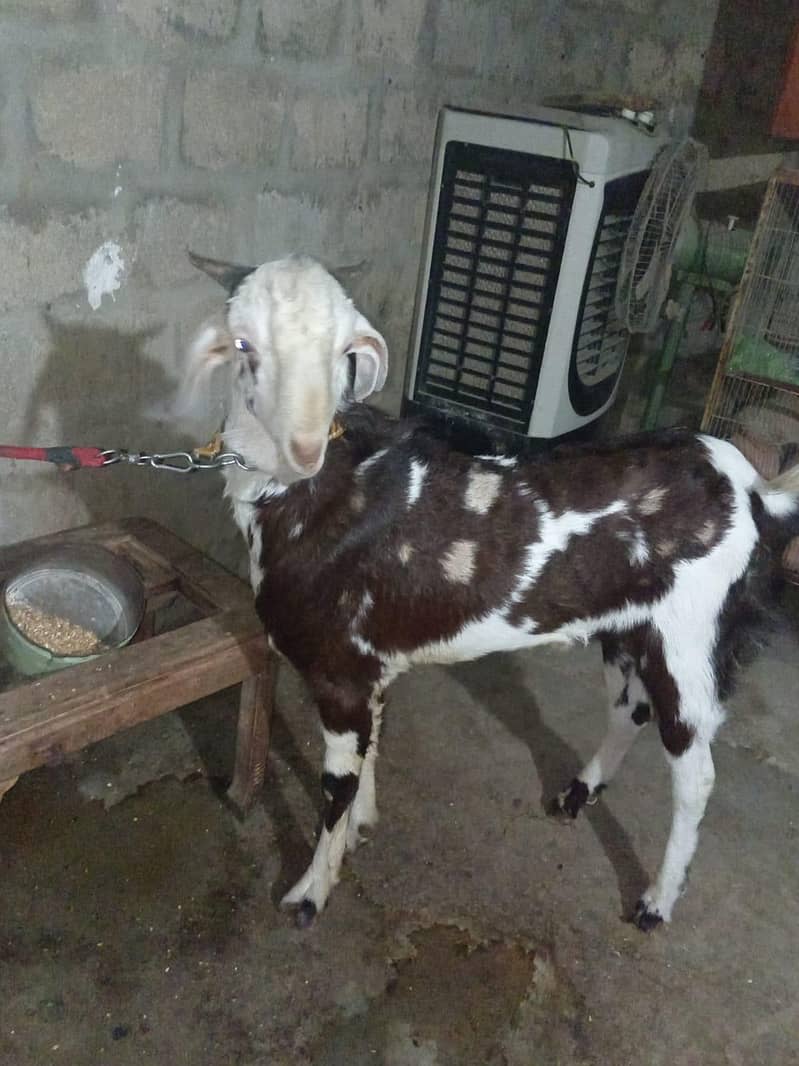 Bakra 3