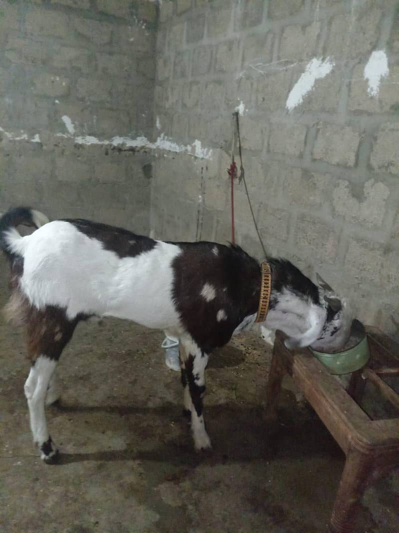 Bakra 4