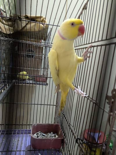 Yellow Ringneck First Breed