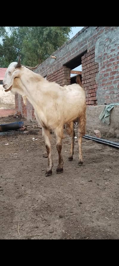 qurbani k liye bakry aur chatry