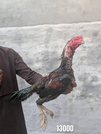 High Quality Aseel Birds & Chicks for Sale (Burmi, Shamo, Turkish)