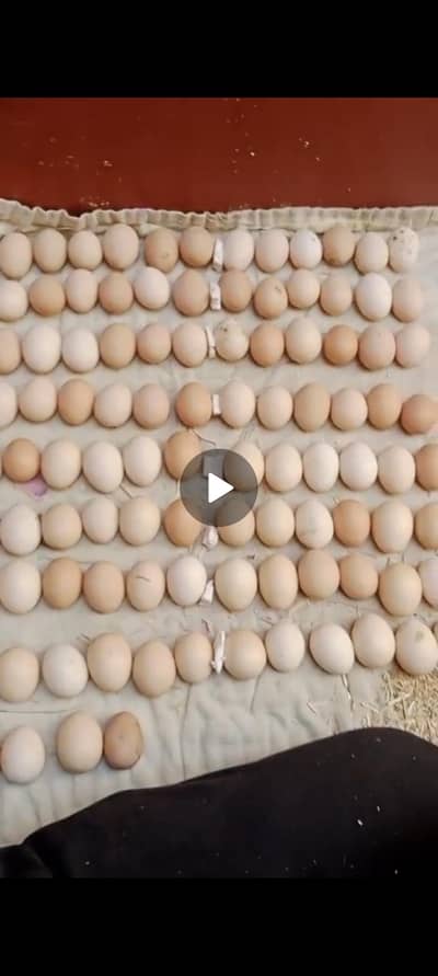 Golden Misri & Dhandarvi bread fertile & eggs35per pcs 12eggs in 400