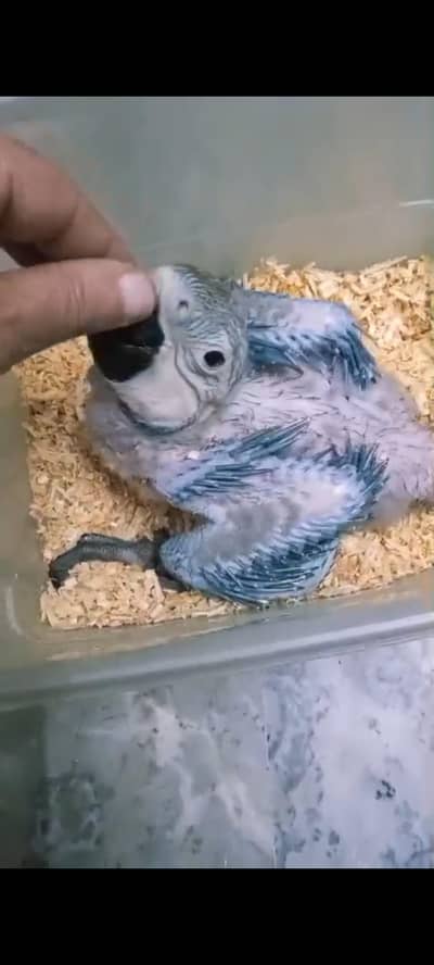 Bule Gold Macaw Chick Available.