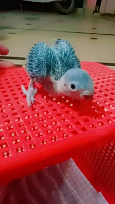 "Green Ringneck Parrot Chicks – Home Raised "