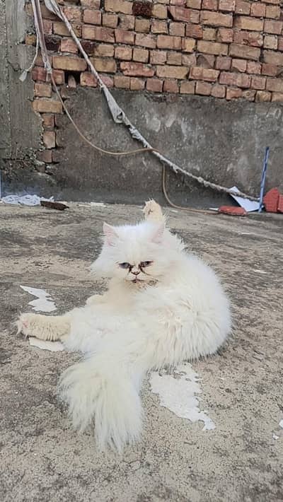 persion cat Extreme puch face cate triple cote full health full active