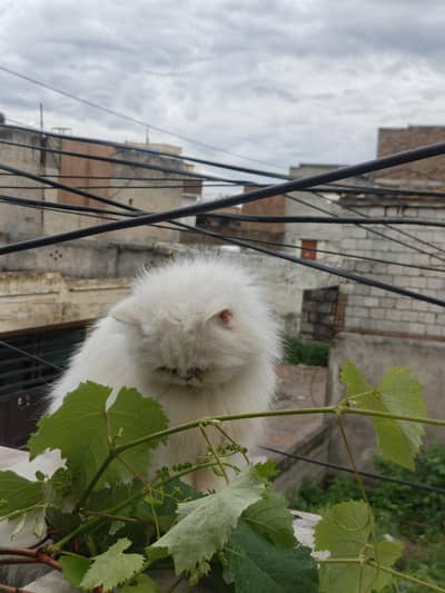 persion cat Extreme puch face cate triple cote full health full active