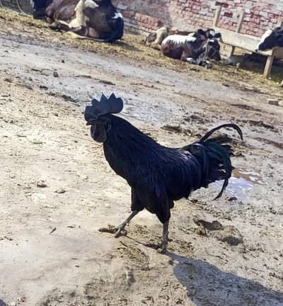 Pure Ayam Cemani (Black Meat) Age 10 Months