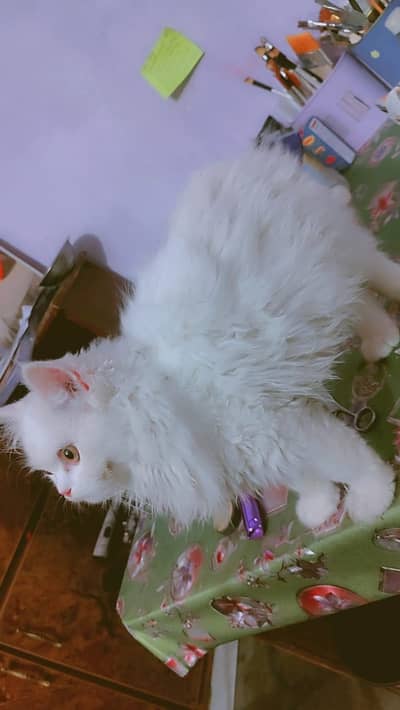 White persian cat for sale