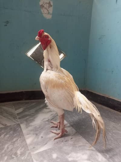 high quality aseel heera 0312(52021o1)