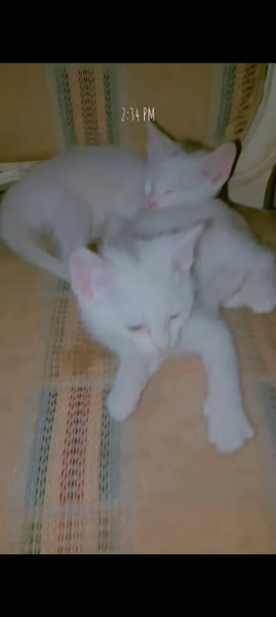 2 cat price 9k urgent for sale