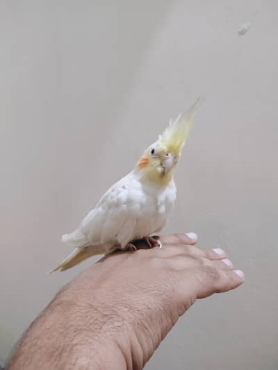 fully hand tame Cocktail common white