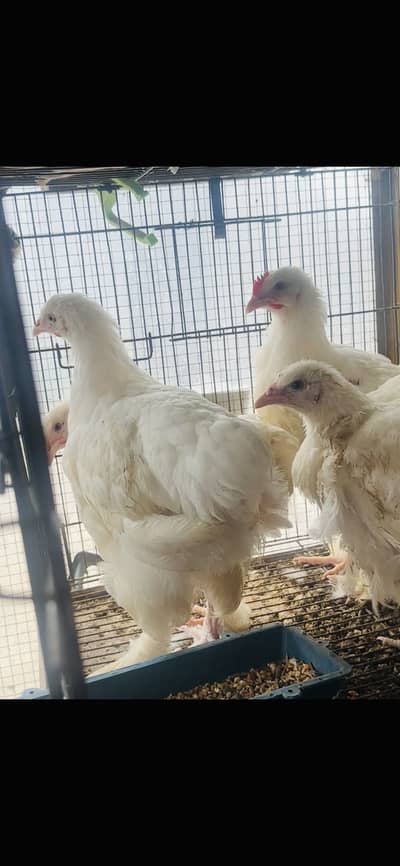 2 White heavy buff 2.5 month+ Pair Available