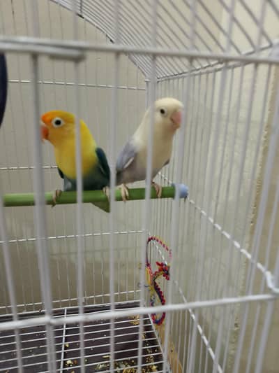 yiollet off line pill fellow mail and parbrou off line sprit pill fell