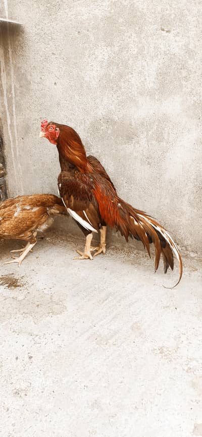 Old bloodline pair high quality peela