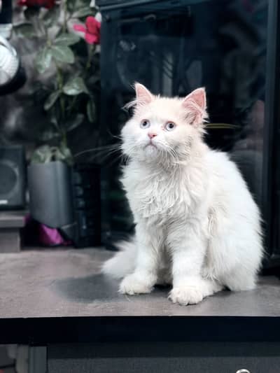 Full trained ha car bi ha