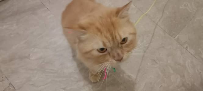 A persisn Male cat for Sale