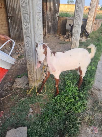 2 Kheri path goats