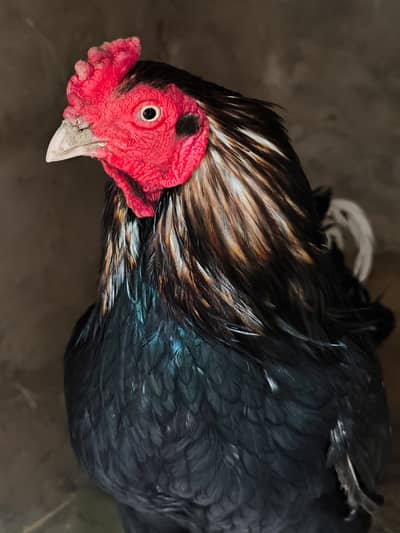 amroha. . aseel. . asel. . zero size