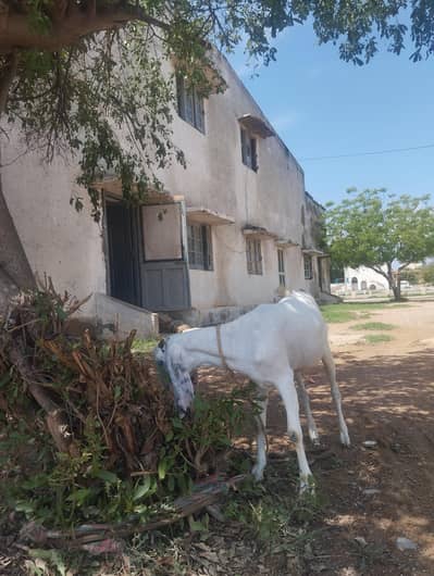 Goat ( Bakri) 2 daant for sale