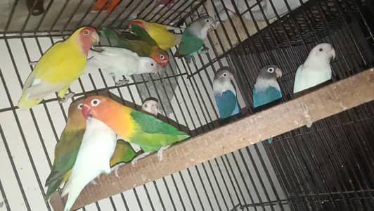 Lovebirds, all types
