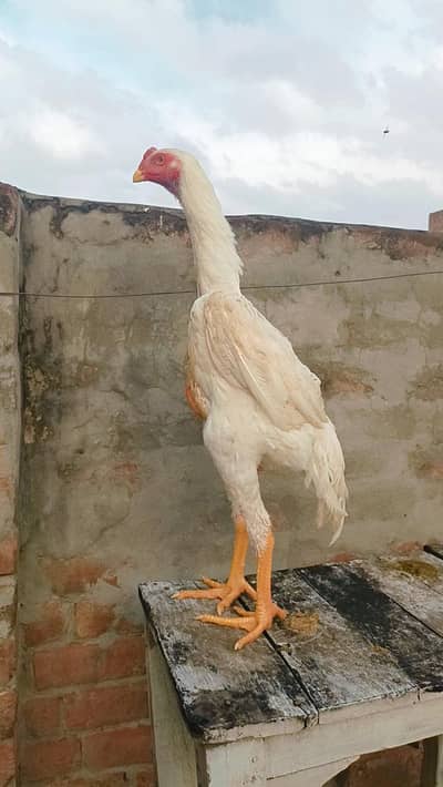 pure aseel shamo chicks | king size white shamo | german shamo