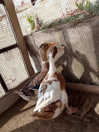 duck pair for sale