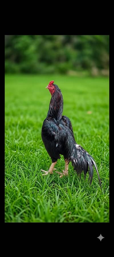 Mushka one eye  Breder