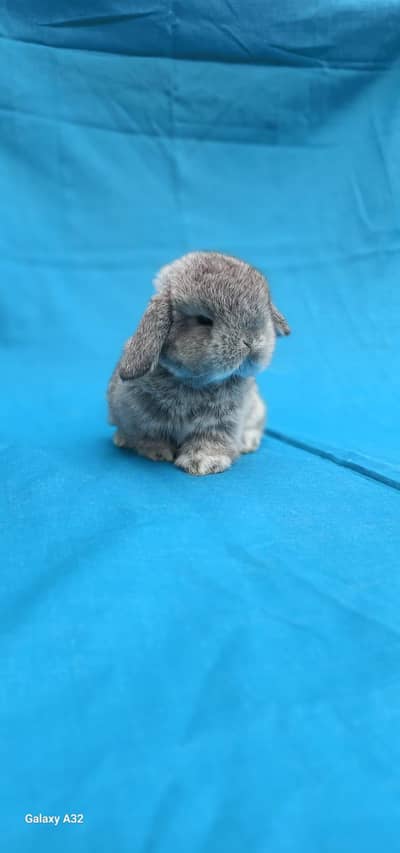 Holland lop bunnies
