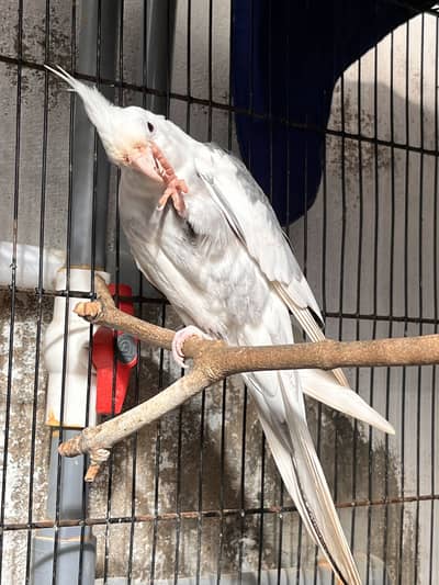 Eno V Pied Male (Read Ad)