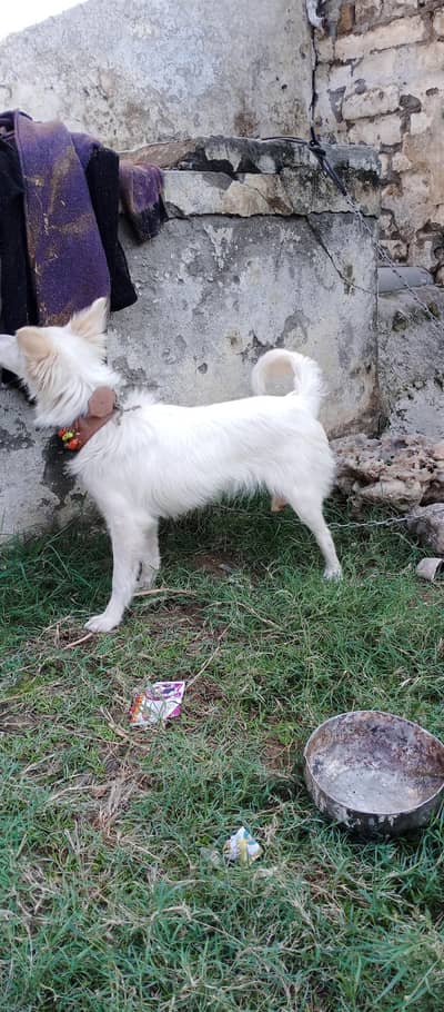 Pisti Kutti For Sale