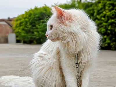 Adult persian cat