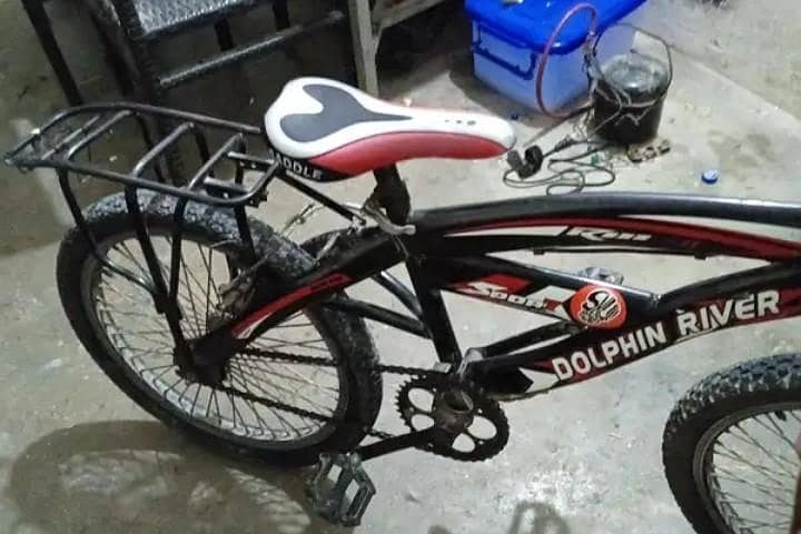 dolphin cycle 1