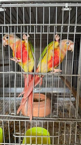 1 Pineapple conure Red Factor | 2 Sunconure Proven breeder with DNA