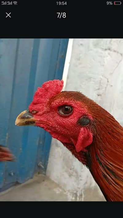 Burmi Thai pair and chicks