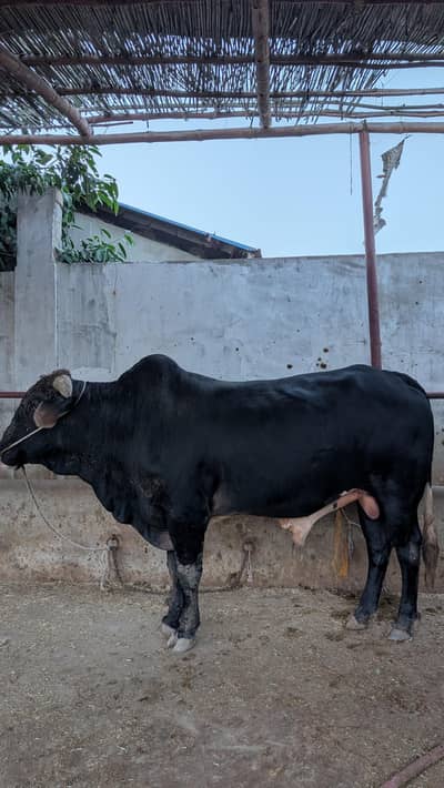 Premium Heavy 2 Dantt Bull (3 Years) – VIP Qurbani Animal