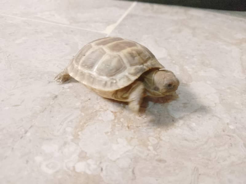 Russian Tortoise 3