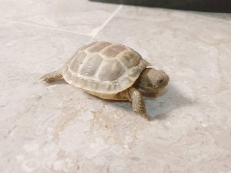 Russian Tortoise 5