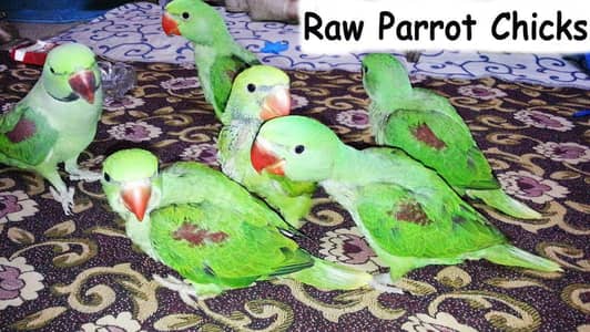 raw chicks different types parrot chicks available