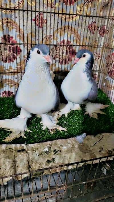 Lahori sherazi quality Pair