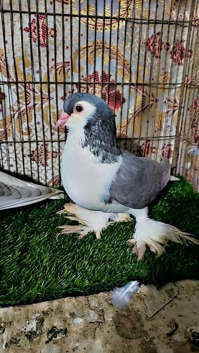 Lahori sherazi quality Pair