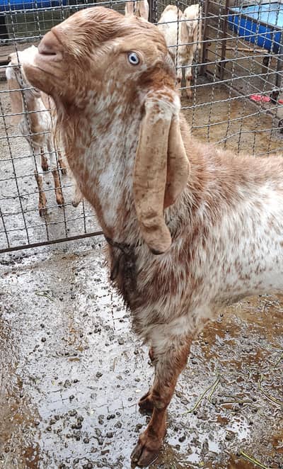 Makhi cheena Bakra (breeder)