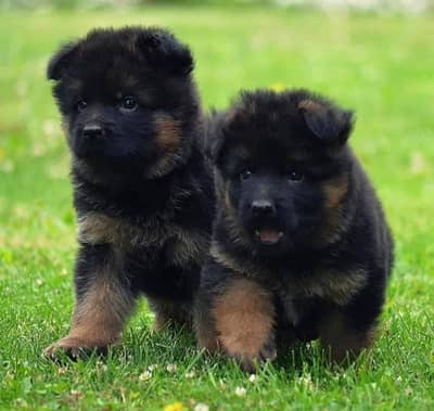 German Shepherd pair | black German Shepherd puppies for sale
