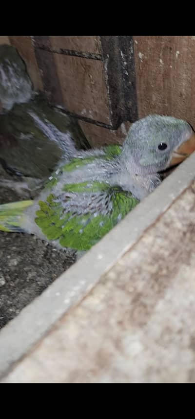Raw Parrot chiks