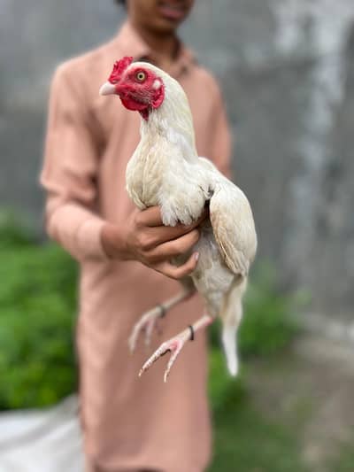 Aseel Murga for sale