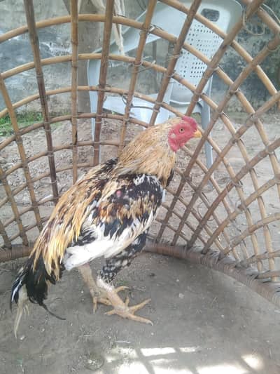 very beautiful  murga