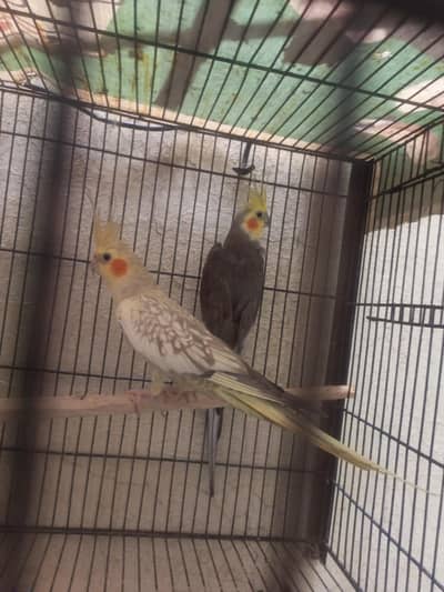 cocktails for sale in reasonable price