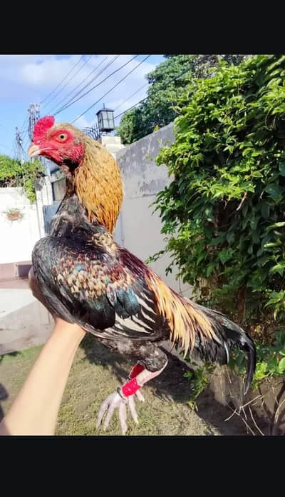 Reza Assel Male for sale