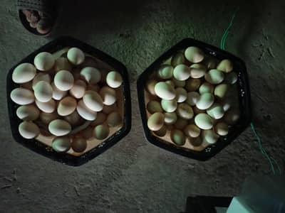desiii eggs