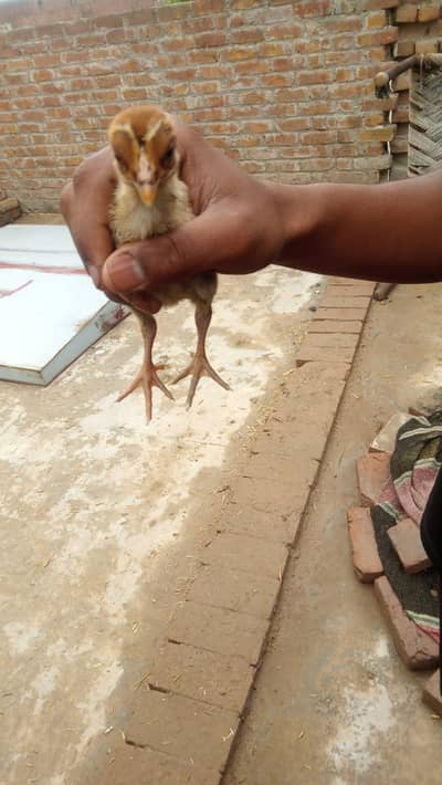 I want to sell this hen for money