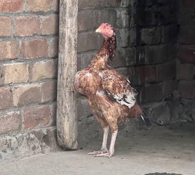 Pure high quality madi for sale